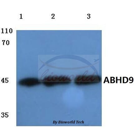 Anti-ABHD9 (D142) Antibody from Bioworld Technology (BS3058) - Antibodies.com