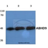 Anti-ABHD9 (D142) Antibody from Bioworld Technology (BS3058) - Antibodies.com