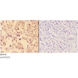 Anti-ABHD9 (D142) Antibody from Bioworld Technology (BS3058) - Antibodies.com