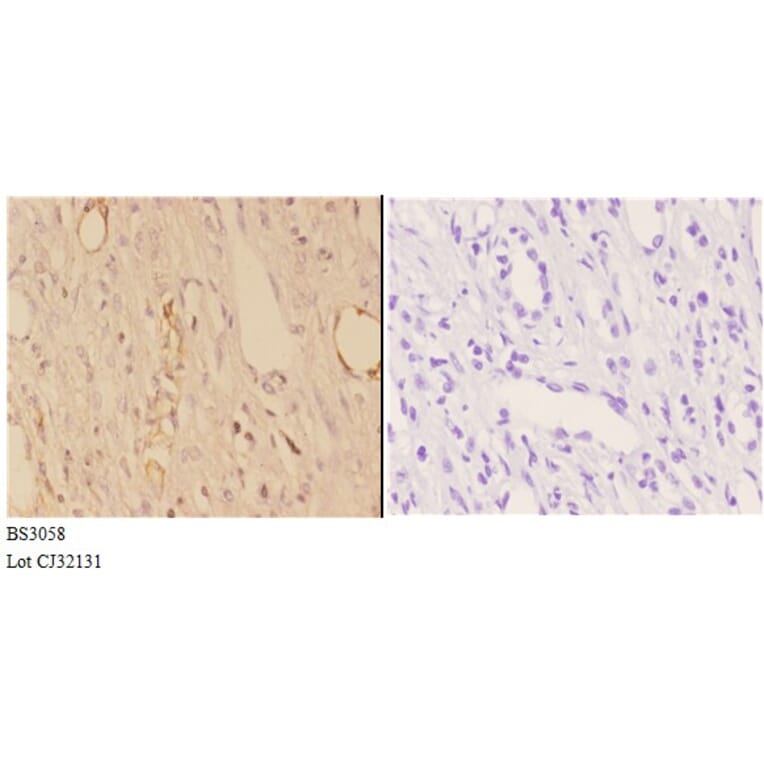 Anti-ABHD9 (D142) Antibody from Bioworld Technology (BS3058) - Antibodies.com