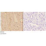 Anti-ABHD9 (D142) Antibody from Bioworld Technology (BS3058) - Antibodies.com