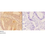 Anti-ABHD9 (D142) Antibody from Bioworld Technology (BS3058) - Antibodies.com