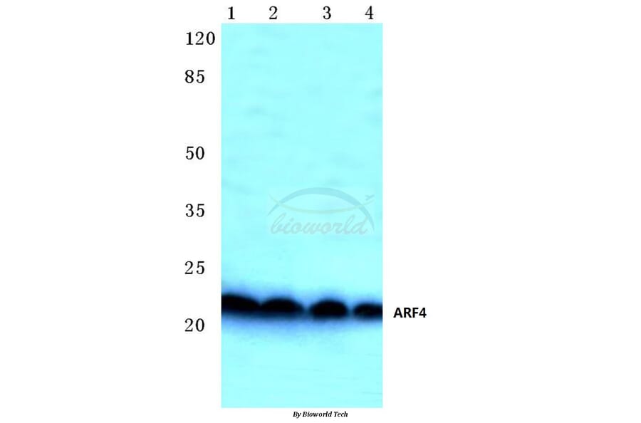 Anti-ARF4 (E106) Antibody from Bioworld Technology (BS3065) - Antibodies.com