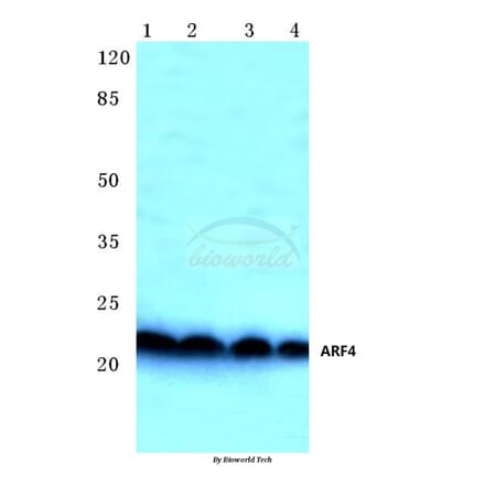 Anti-ARF4 (E106) Antibody from Bioworld Technology (BS3065) - Antibodies.com