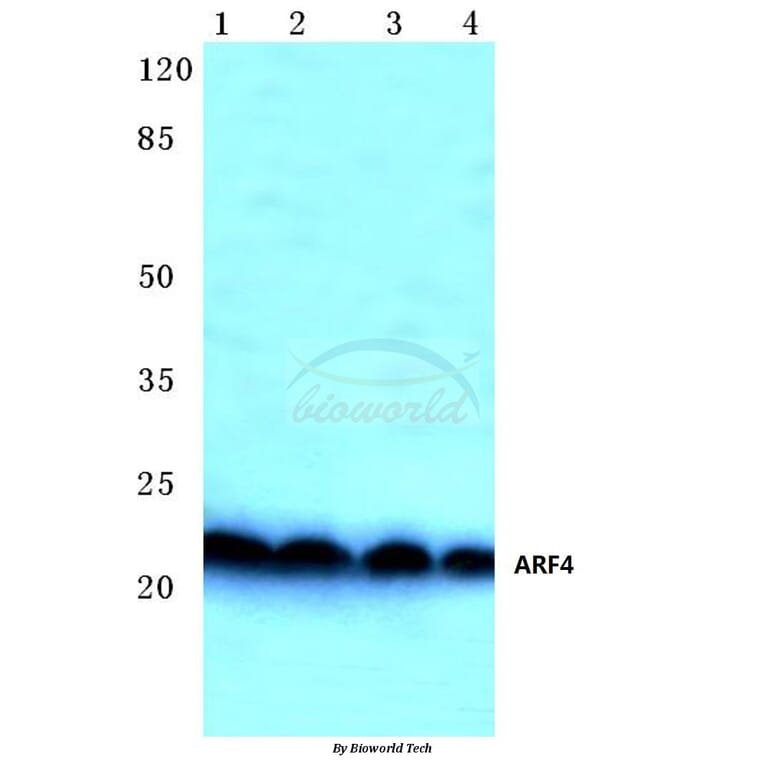 Anti-ARF4 (E106) Antibody from Bioworld Technology (BS3065) - Antibodies.com