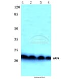 Anti-ARF4 (E106) Antibody from Bioworld Technology (BS3065) - Antibodies.com