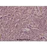 Anti-ARF4 (E106) Antibody from Bioworld Technology (BS3065) - Antibodies.com