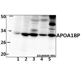 Anti-APOA1BP (F151) Antibody from Bioworld Technology (BS3071) - Antibodies.com