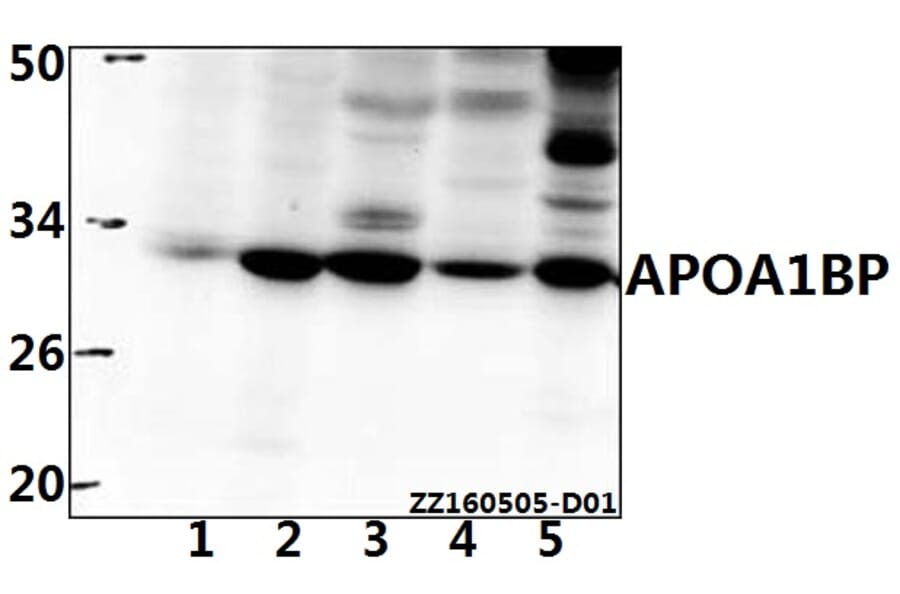 Anti-APOA1BP (F151) Antibody from Bioworld Technology (BS3071) - Antibodies.com