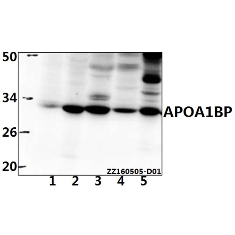 Anti-APOA1BP (F151) Antibody from Bioworld Technology (BS3071) - Antibodies.com