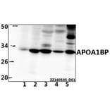 Anti-APOA1BP (F151) Antibody from Bioworld Technology (BS3071) - Antibodies.com