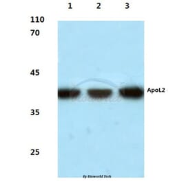 Anti-ApoL2 (R229) Antibody from Bioworld Technology (BS3073) - Antibodies.com