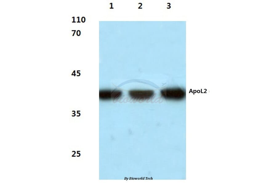 Anti-ApoL2 (R229) Antibody from Bioworld Technology (BS3073) - Antibodies.com