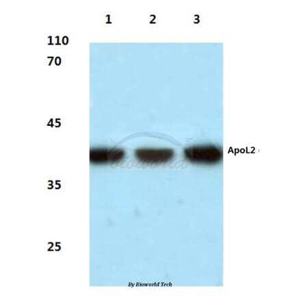 Anti-ApoL2 (R229) Antibody from Bioworld Technology (BS3073) - Antibodies.com