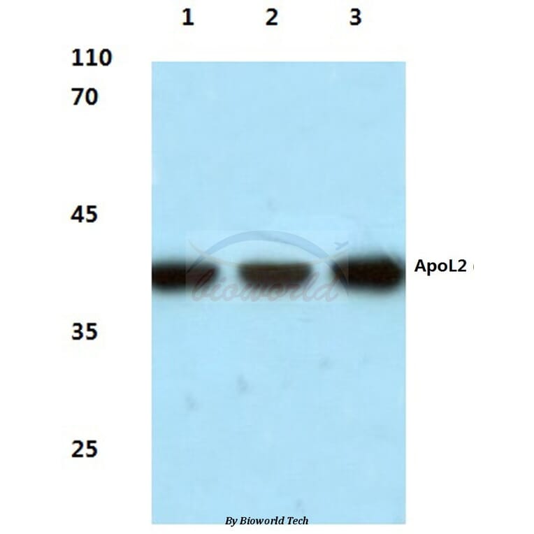 Anti-ApoL2 (R229) Antibody from Bioworld Technology (BS3073) - Antibodies.com