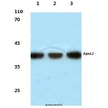 Anti-ApoL2 (R229) Antibody from Bioworld Technology (BS3073) - Antibodies.com