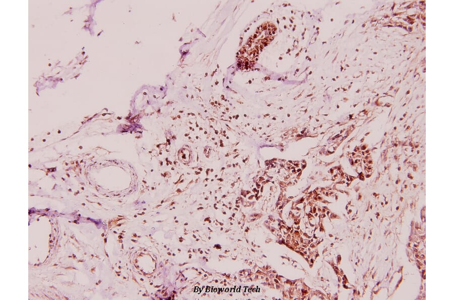 Anti-ApoL2 (R229) Antibody from Bioworld Technology (BS3073) - Antibodies.com