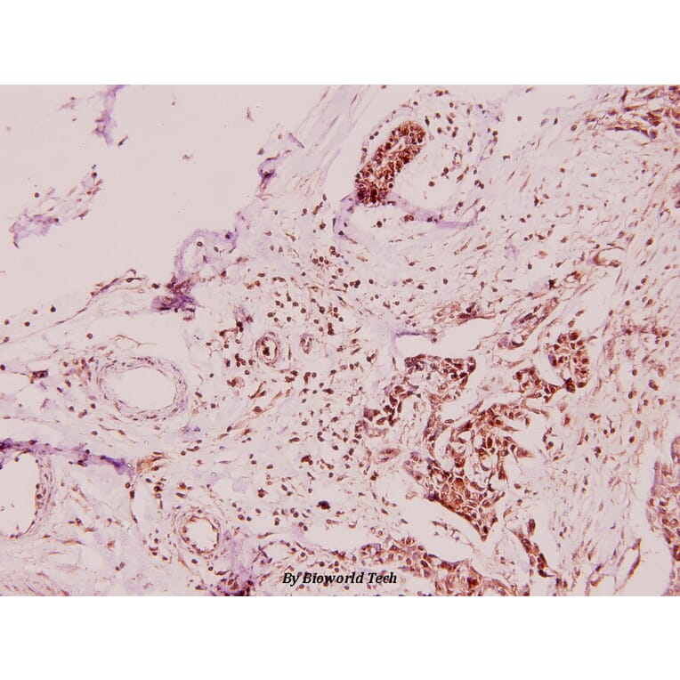 Anti-ApoL2 (R229) Antibody from Bioworld Technology (BS3073) - Antibodies.com
