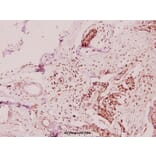 Anti-ApoL2 (R229) Antibody from Bioworld Technology (BS3073) - Antibodies.com