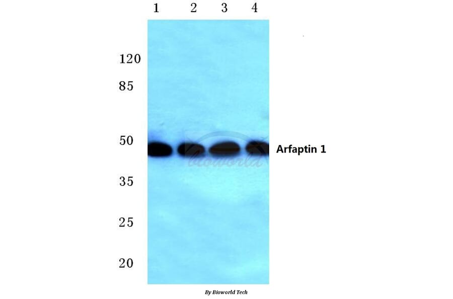 Anti-Arfaptin 1 (K314) Antibody from Bioworld Technology (BS3076) - Antibodies.com