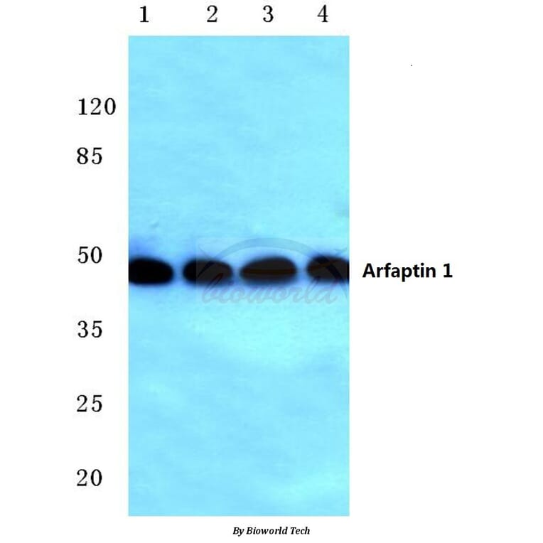 Anti-Arfaptin 1 (K314) Antibody from Bioworld Technology (BS3076) - Antibodies.com