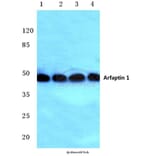 Anti-Arfaptin 1 (K314) Antibody from Bioworld Technology (BS3076) - Antibodies.com