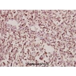 Anti-Arfaptin 1 (K314) Antibody from Bioworld Technology (BS3076) - Antibodies.com