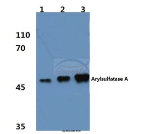 Anti-ARSA (R291) Antibody from Bioworld Technology (BS3077) - Antibodies.com