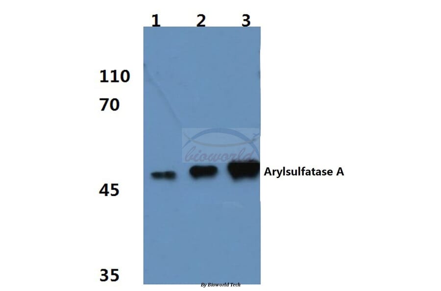 Anti-ARSA (R291) Antibody from Bioworld Technology (BS3077) - Antibodies.com