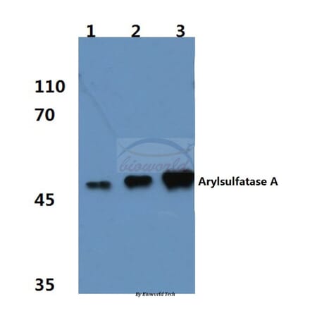 Anti-ARSA (R291) Antibody from Bioworld Technology (BS3077) - Antibodies.com