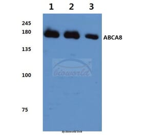 Anti-ABCA8 (F1195) Antibody from Bioworld Technology (BS3082) - Antibodies.com