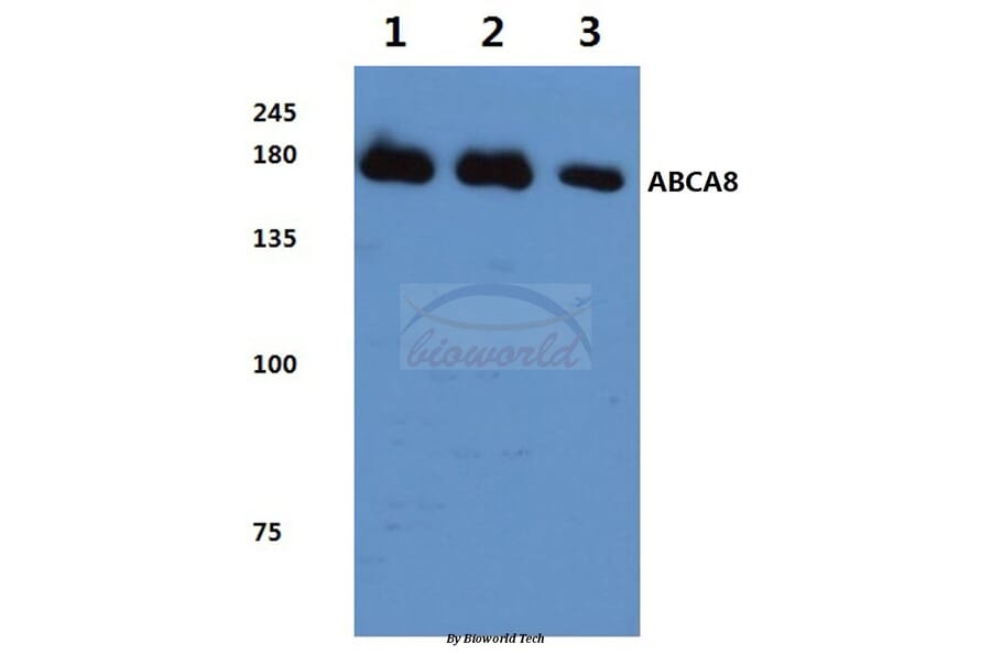 Anti-ABCA8 (F1195) Antibody from Bioworld Technology (BS3082) - Antibodies.com