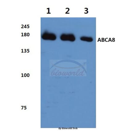 Anti-ABCA8 (F1195) Antibody from Bioworld Technology (BS3082) - Antibodies.com