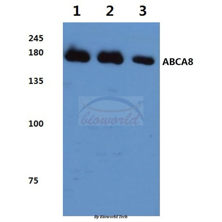 Anti-ABCA8 (F1195) Antibody from Bioworld Technology (BS3082) - Antibodies.com
