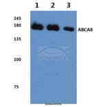 Anti-ABCA8 (F1195) Antibody from Bioworld Technology (BS3082) - Antibodies.com
