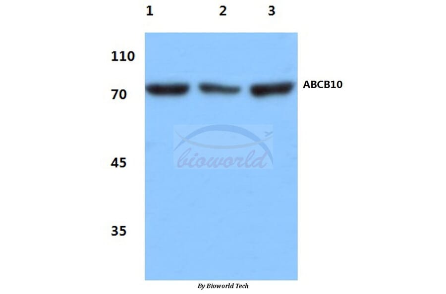 Anti-ABCB10 (E479) Antibody from Bioworld Technology (BS3083) - Antibodies.com