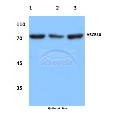 Anti-ABCB10 (E479) Antibody from Bioworld Technology (BS3083) - Antibodies.com