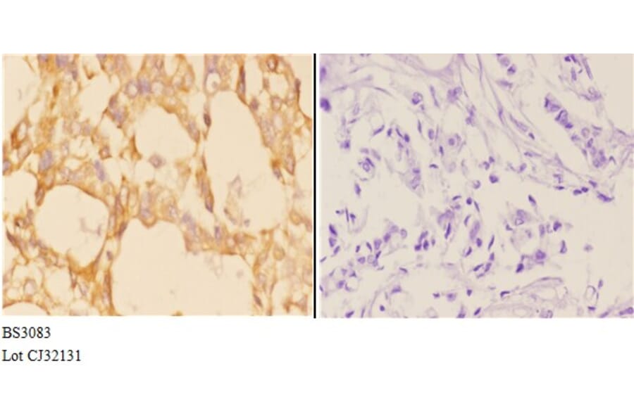 Anti-ABCB10 (E479) Antibody from Bioworld Technology (BS3083) - Antibodies.com