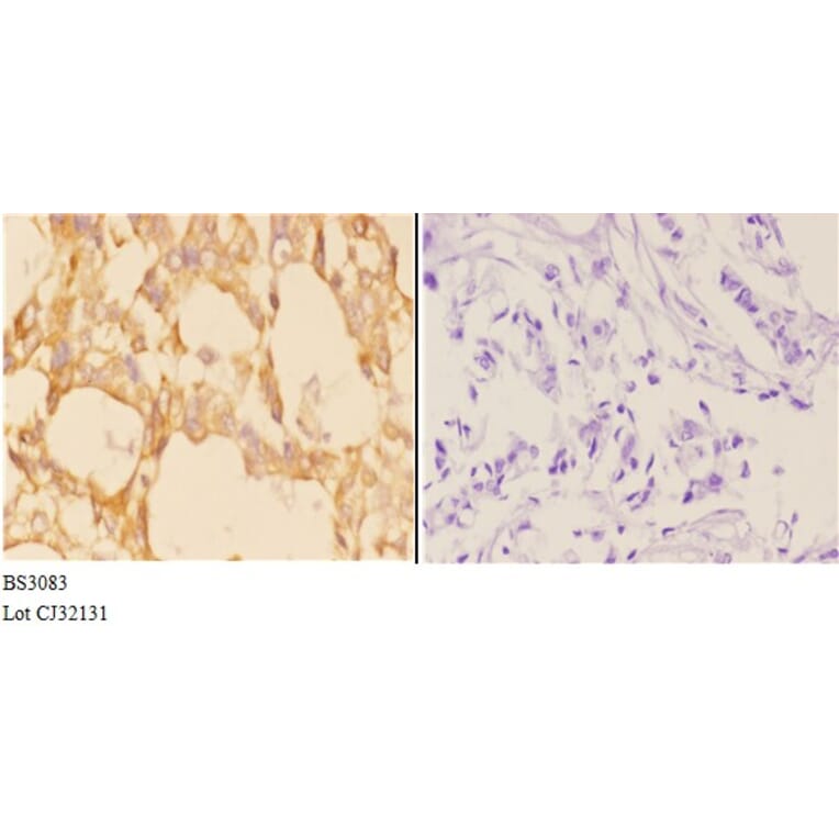 Anti-ABCB10 (E479) Antibody from Bioworld Technology (BS3083) - Antibodies.com