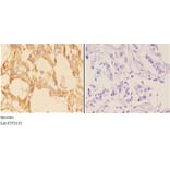 Anti-ABCB10 (E479) Antibody from Bioworld Technology (BS3083) - Antibodies.com