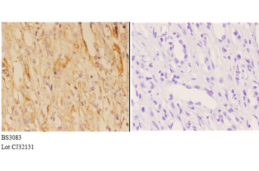 Anti-ABCB10 (E479) Antibody from Bioworld Technology (BS3083) - Antibodies.com