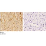 Anti-ABCB10 (E479) Antibody from Bioworld Technology (BS3083) - Antibodies.com