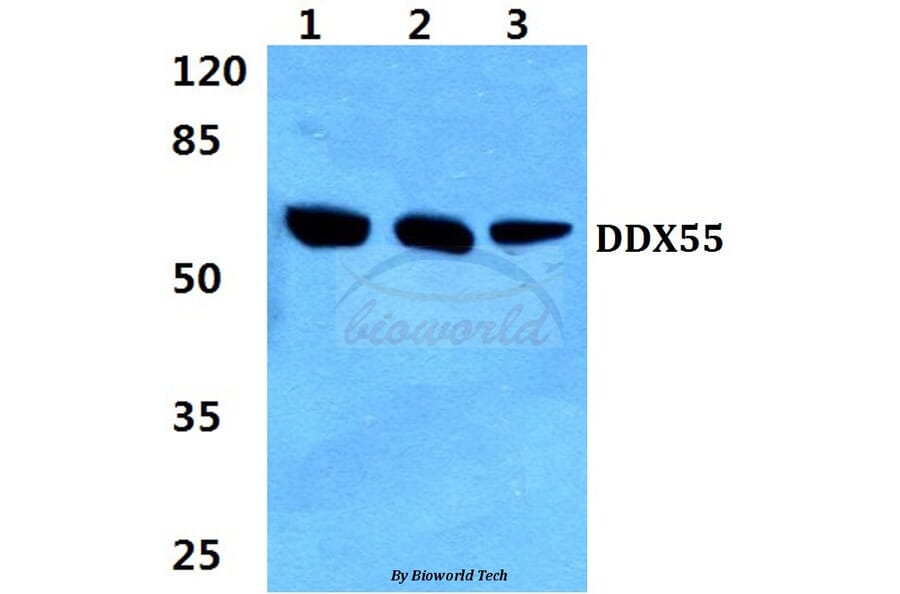 Anti-DDX55 (Q133) Antibody from Bioworld Technology (BS3084) - Antibodies.com