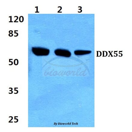 Anti-DDX55 (Q133) Antibody from Bioworld Technology (BS3084) - Antibodies.com