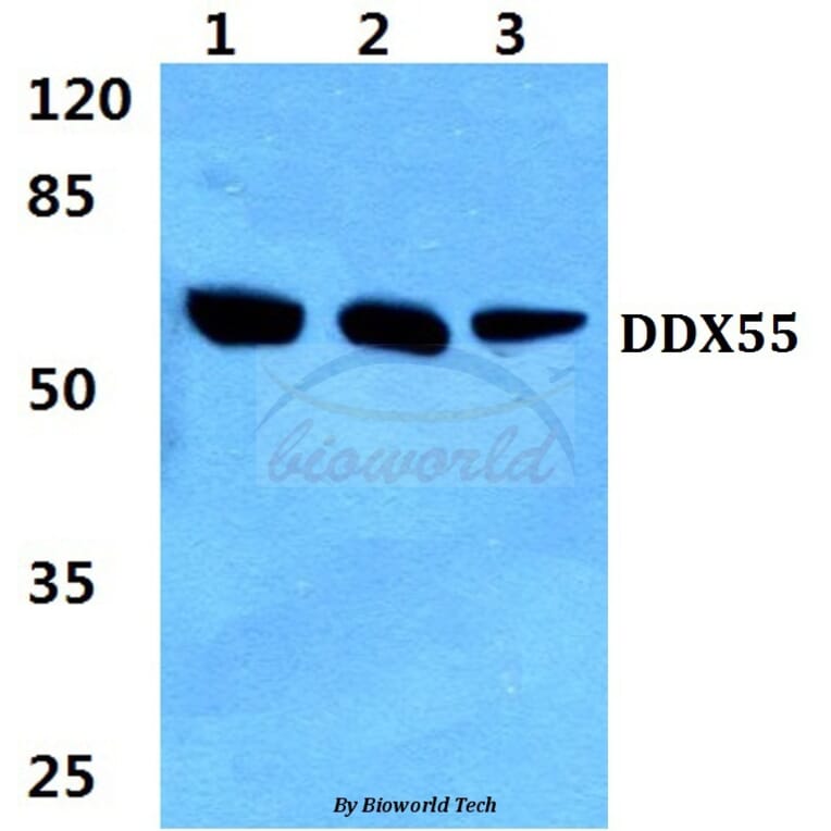 Anti-DDX55 (Q133) Antibody from Bioworld Technology (BS3084) - Antibodies.com