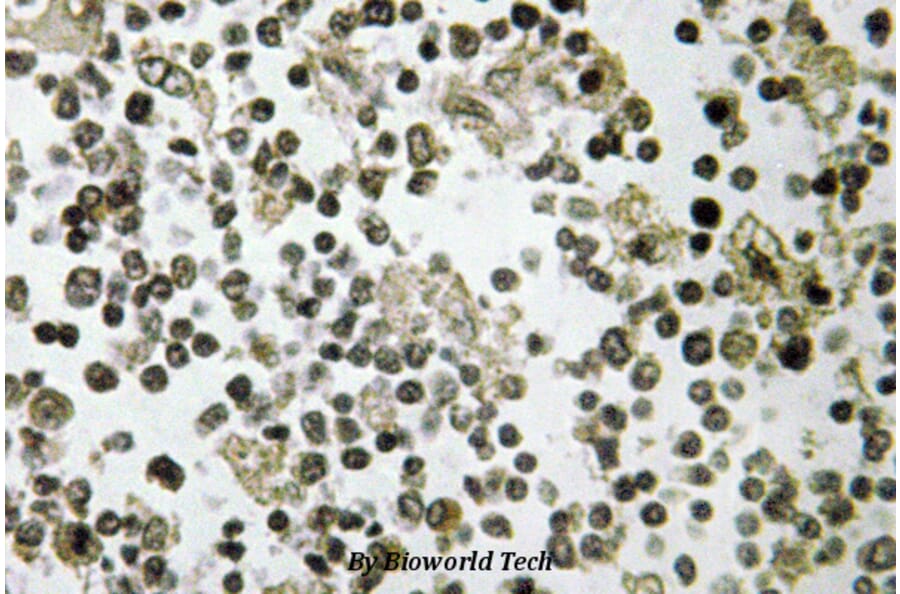 Anti-DDX55 (Q133) Antibody from Bioworld Technology (BS3084) - Antibodies.com