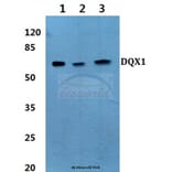 Anti-DQX1 (L595) Antibody from Bioworld Technology (BS3085) - Antibodies.com