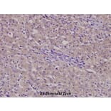 Anti-β-1,4-Gal-T3 (F304) Antibody from Bioworld Technology (BS3090) - Antibodies.com