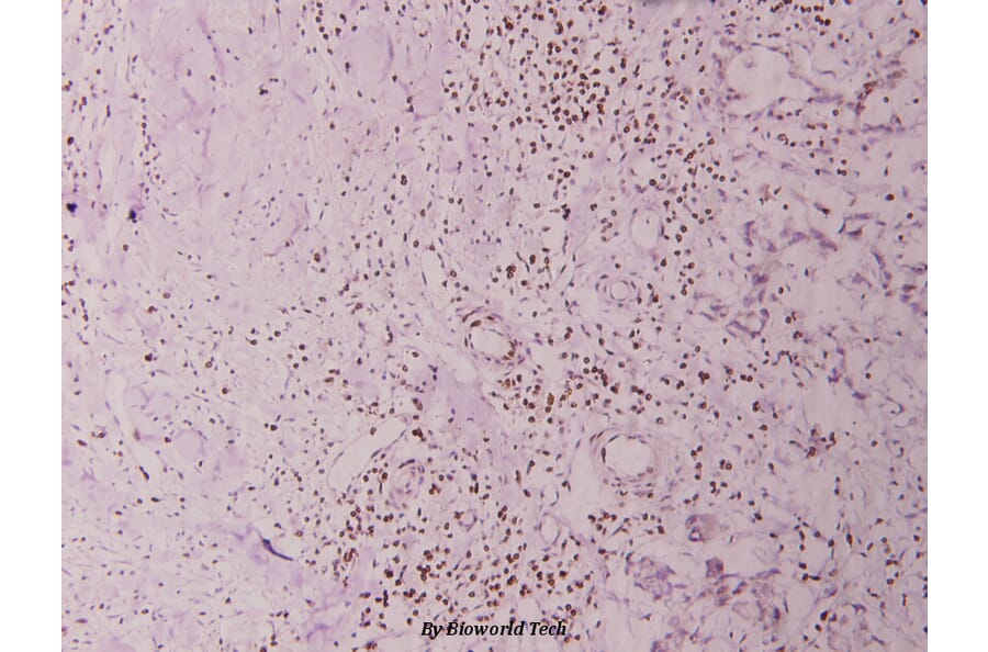 Anti-BRP44L (I51)　 Antibody from Bioworld Technology (BS3093) - Antibodies.com