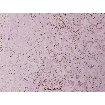 Anti-BRP44L (I51)　 Antibody from Bioworld Technology (BS3093) - Antibodies.com